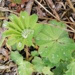 Alchemilla acutiloba Lapas