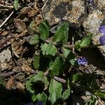 Veronica orsiniana Foglia