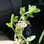 Trifolium semipilosum Fleur