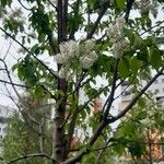 Prunus maackii Fleur
