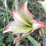 Hippeastrum iguazuanum Λουλούδι