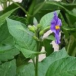 Lycianthes rantonnetii Fula
