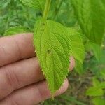 Teucrium canadense Blatt