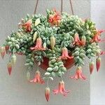 Cotyledon pendens Flor