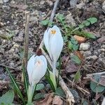 Crocus flavusFlor