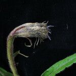 Saussurea chrysotricha Hábito