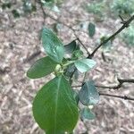 Acokanthera schimperi Blatt