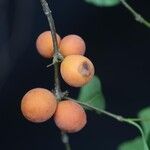 Pleiocarpa pycnantha Fruit