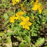 Hypericum perfoliatumFlower