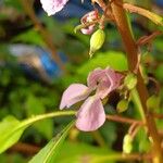 Impatiens balsamina Fruit