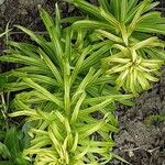 Lilium candidum Celota