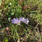 Crocus carpetanus Flower