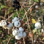 Symphoricarpos albus 果實