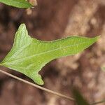 Melanthera nivea Ravina