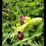 Ophrys sphegodesFlower