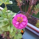 Zinnia elegansFleur