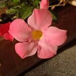 Mandevilla laxaFlower