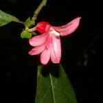 Ravenia rosea Flor