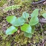 Orthilia secunda Habit