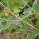 Hypericum richeri Leaf