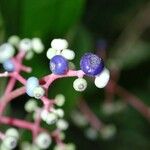 Miconia affinis Fruit