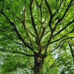 Acer pseudoplatanus Агульны выгляд