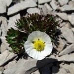 Ranunculus glacialis Fula