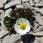 Ranunculus glacialis Žiedas