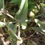 Oxypetalum solanoides Blad