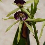 Prosthechea cochleata 花