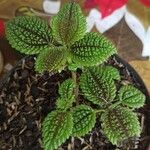 Pilea involucrata Ліст