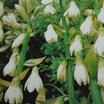 Ornithogalum candicans Flor