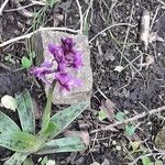 Orchis masculaFleur