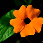 Thunbergia alata Fleur