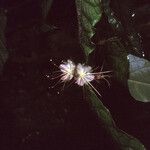 Hirtella physophora Λουλούδι