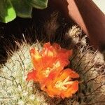 Parodia microsperma Flor