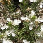 Teucrium laciniatum Flower
