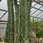 Alluaudia ascendens Hábito