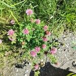 Trifolium medium Blüte