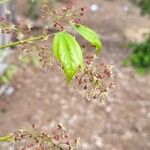 Acer calcaratum