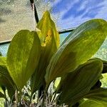 Stanhopea tigrina Hoja