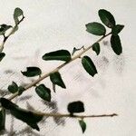 Ilex vomitoriaLeaf