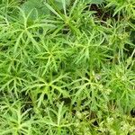 Geranium dissectum 葉
