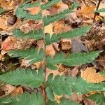 Dryopteris cristata Leaf