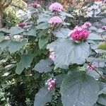 Clerodendrum bungei Tervik taim