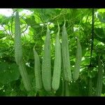 Luffa acutangula Frucht