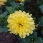 Dendranthema grandiflorum 花