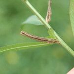 Ludwigia longifolia Fruct