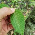 Betula alleghaniensis Leaf