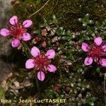 Saxifraga retusa Hábitos